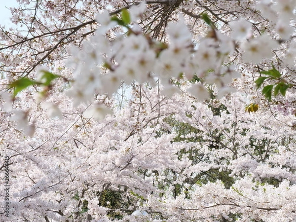 Obraz さくら、sakura