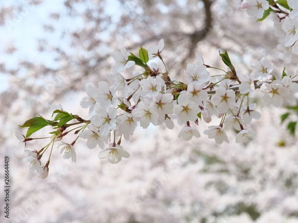 Obraz さくら、sakura