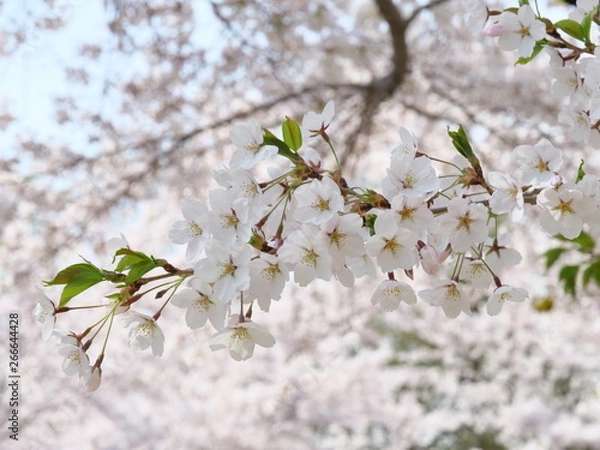Fototapeta さくら、sakura