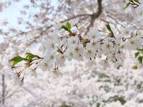 Obraz さくら、sakura