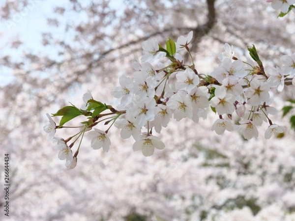 Obraz さくら、sakura
