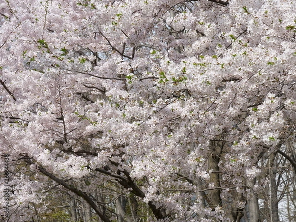 Obraz さくら、sakura