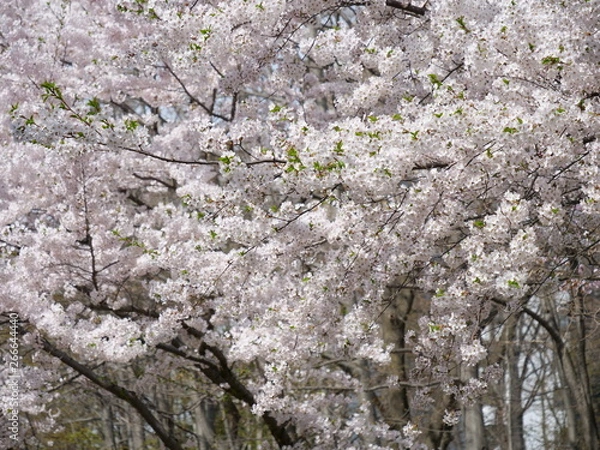 Obraz さくら、sakura