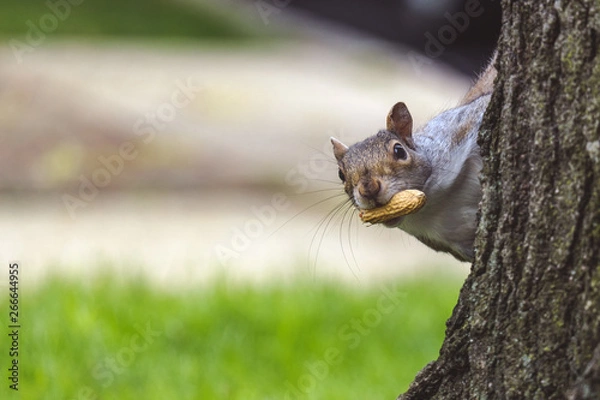 Obraz Gray squirrel looking behind the tree
