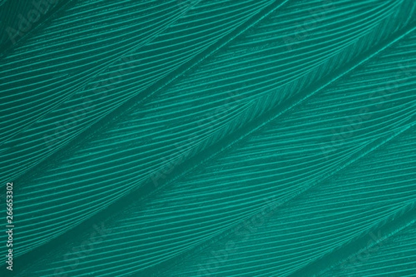 Fototapeta Beautiful dark green florida keys colors tone feather texture background,trends color