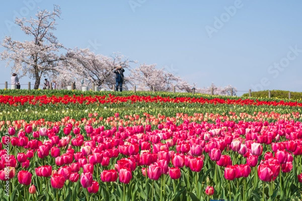 Fototapeta 桜とチューリップ　青空　奈良県　馬見丘陵公園