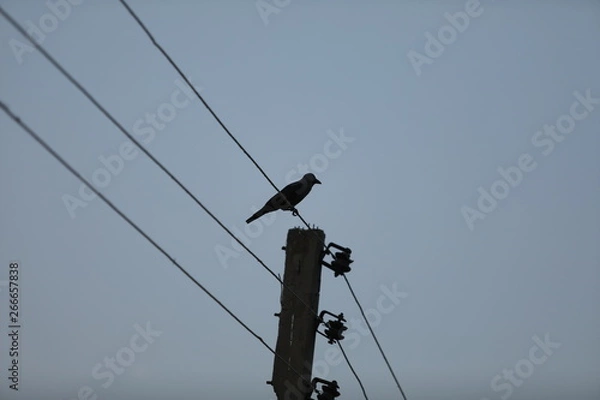 Obraz bird crow high 