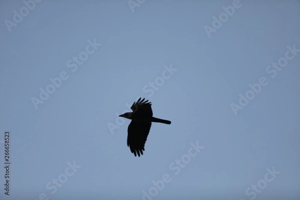 Obraz eagle in flight