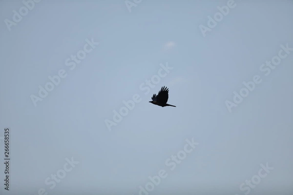 Obraz bald eagle in flight