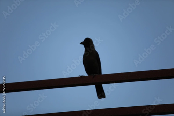 Obraz bird on a branch