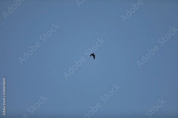 Obraz seagull flying in the sky