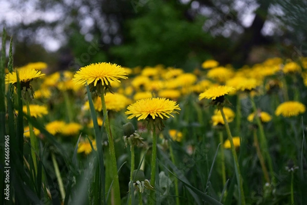Fototapeta dandelions in a meadow