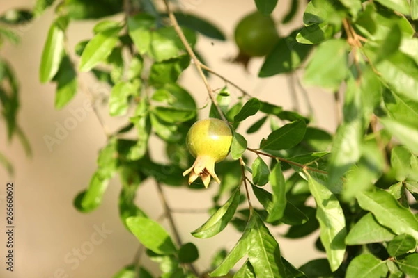 Obraz green Pomegranate