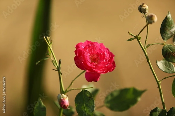 Obraz red rose on a black background