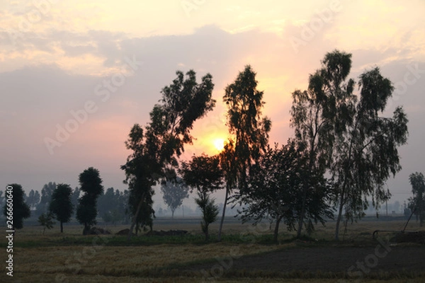 Obraz sunset in the forest