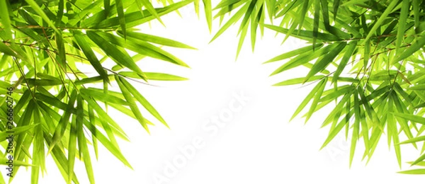 Fototapeta Background of green bamboo leaf isolate on white background with copy space..