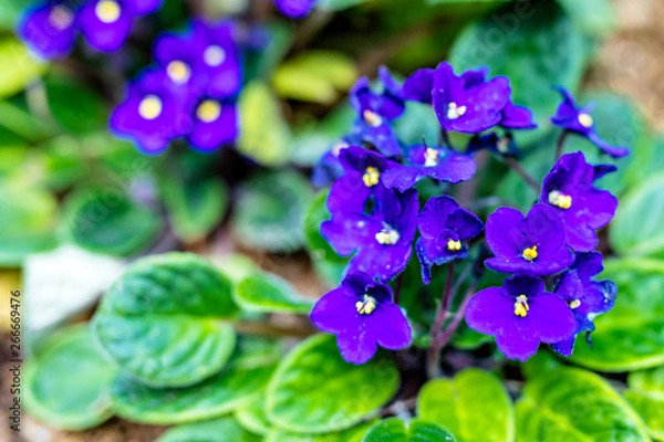 Obraz セントポーリア