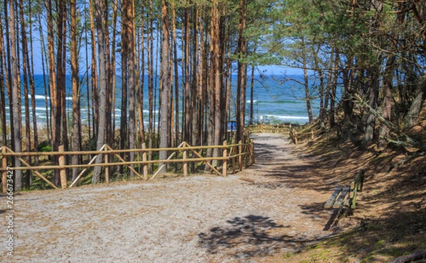 Obraz A path leading through forested dunes to beach of Debki,  Polish coast of Baltic Sea