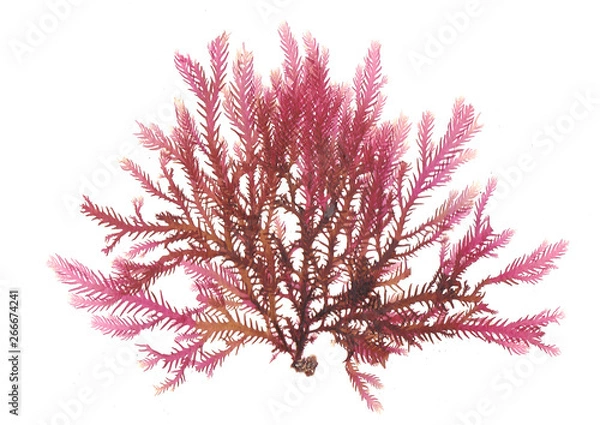 Obraz Pressed beautiful red rhodophyta seaweed 