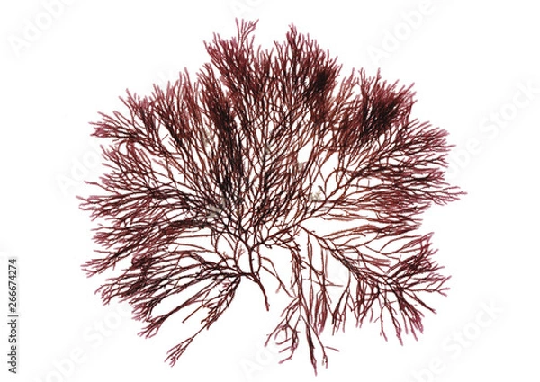 Obraz Tłoczone piękne czerwone wodorosty rodophyta