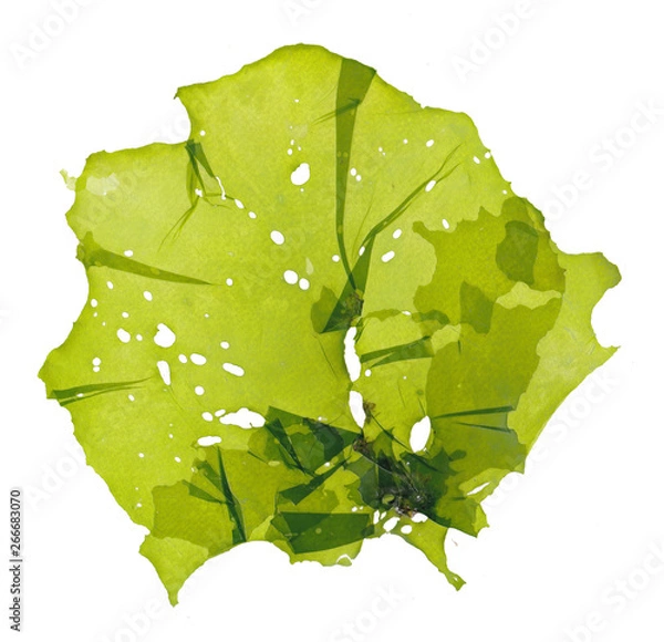 Obraz Pressed beautiful Ulva green algae seaweed