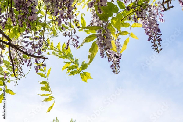 Obraz Pergolato di Glicine