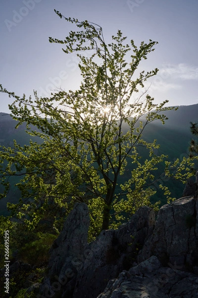 Obraz Trees on the mountain