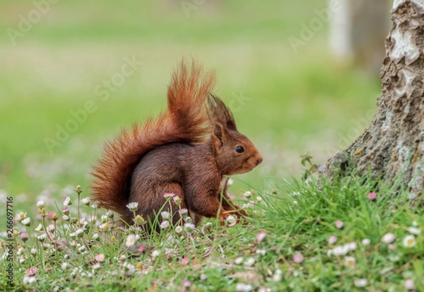 Obraz Close up red squirrel in the spring forest