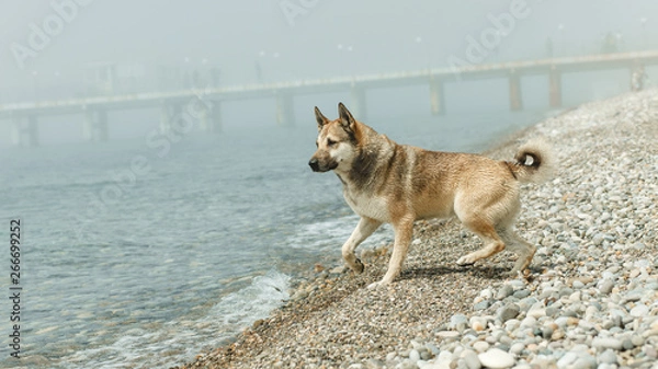 Obraz the dog is resting by the sea
