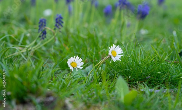 Obraz Daisies on a meadow