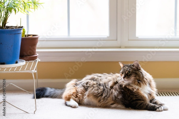 Obraz Cute large maine coon calico cat inside home lying down on carpet floor in house living room by windows and plants