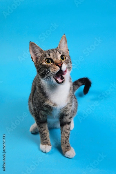 Fototapeta Studio shot of a gray and white striped cat sitting on blue background
