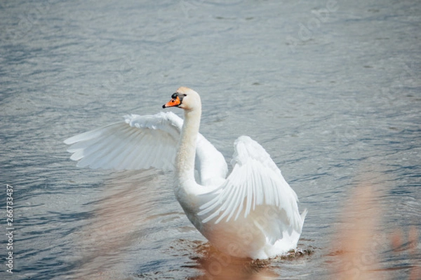 Obraz Swan