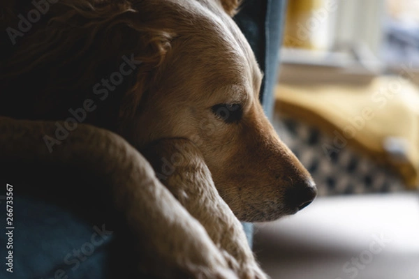 Obraz Tired New Breed Golden doodle with beautiful curly golden fur, laying down sleepy and tired on a sofa or couch because of an incoming storm, beautiful and unique dog with a film fade.