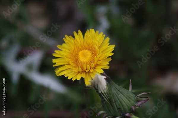 Obraz Одуванчик