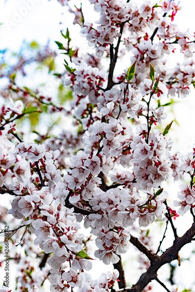 Obraz cherry blossom