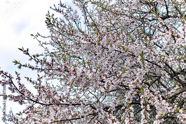 Obraz flowers in spring