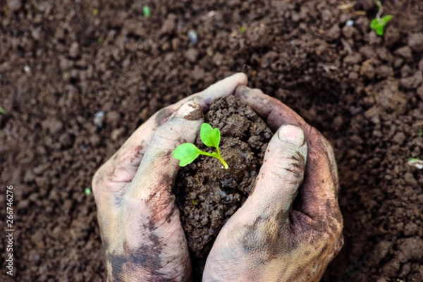 Fototapeta Gardener hands preparing soil for seedling in ground