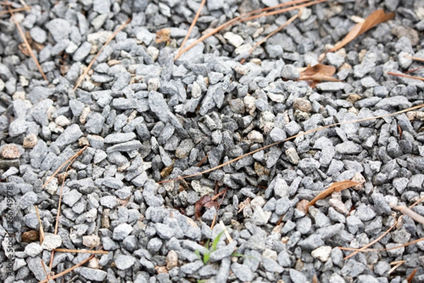 Fototapeta Alligator Track