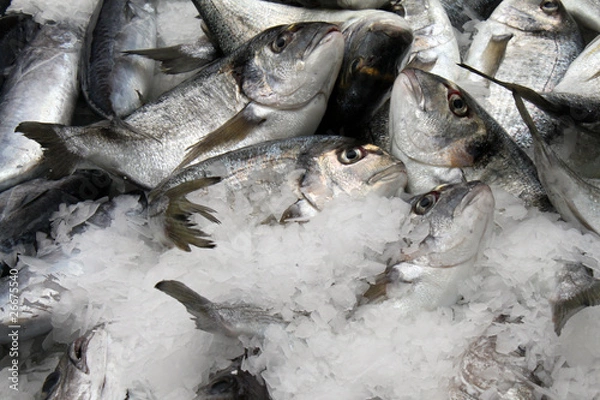 Obraz Fisch auf Eis