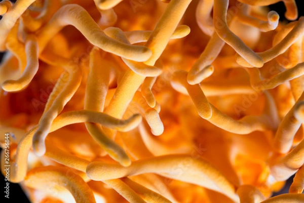 Obraz Fresh Cordyceps militaris in Glass bottles