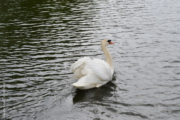 Fototapeta swan on lake