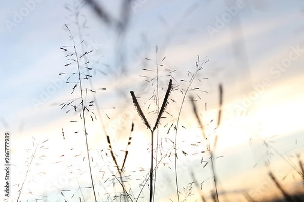 Fototapeta Primavera
