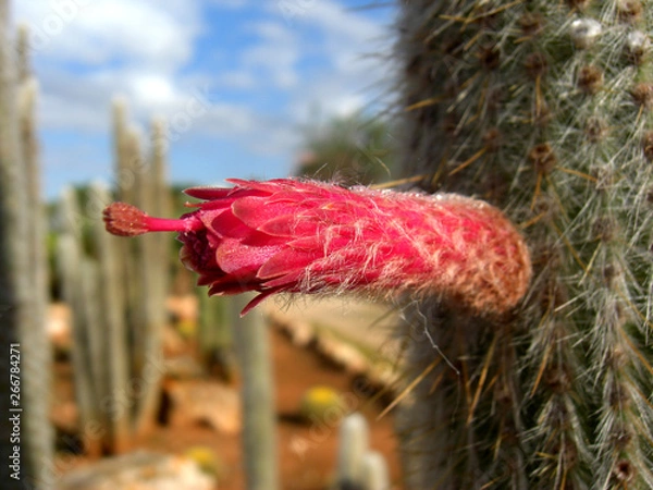 Obraz Cactus cleistocactus samaipatanus