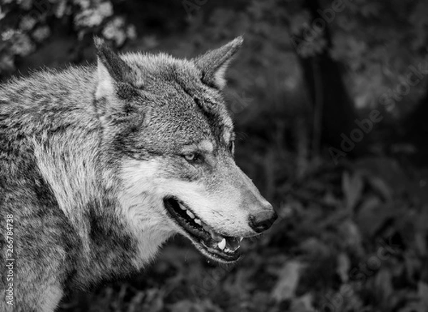 Fototapeta Black and white portrait of a wolf in the nature