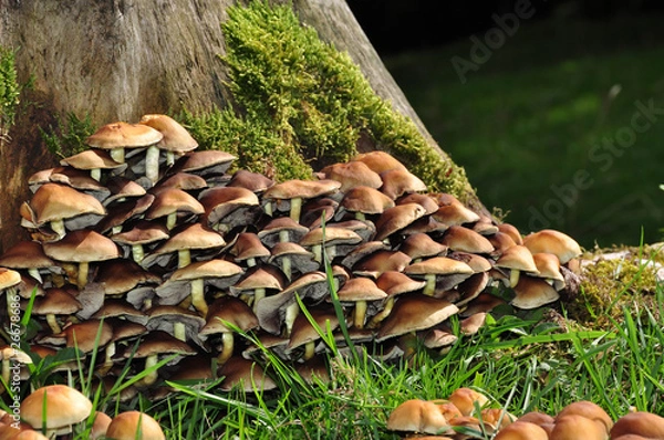 Obraz Mushrooms on a tree trunk