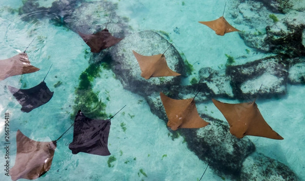 Obraz Brown and black sting rays swimming slowly in the shallow warm water of the Bahamas.