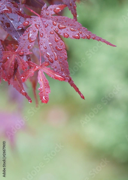 Obraz Japanse maple acer leaves