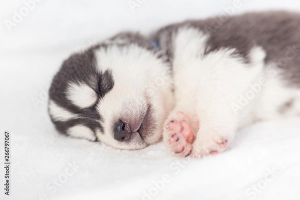 Fototapeta playful siberian husky puppies 1 month