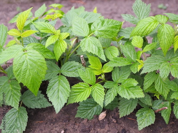 Obraz Young bushes of raspberries in garden, plants 